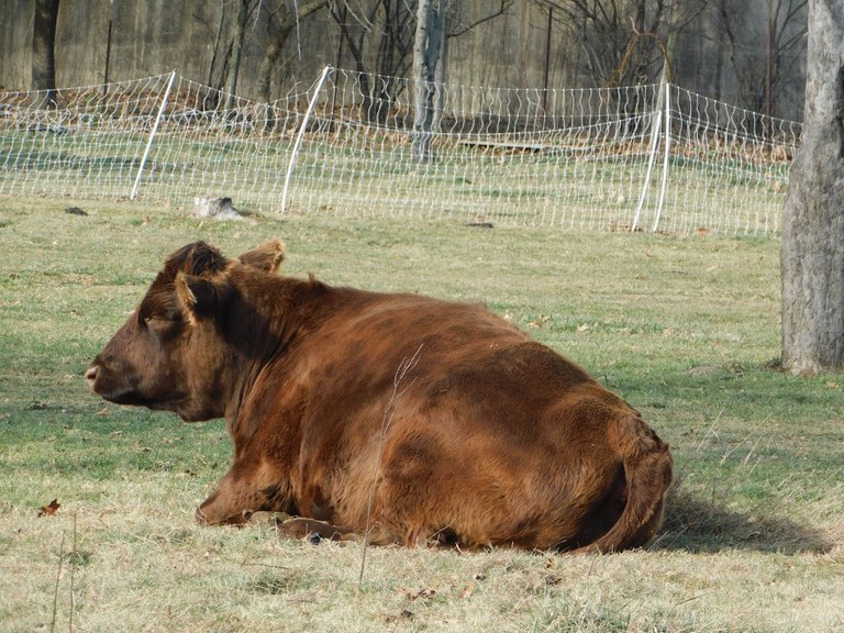 brown steer sitting.png