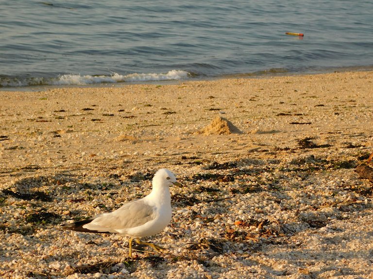 peaceful gull walking on centre Island beach.png