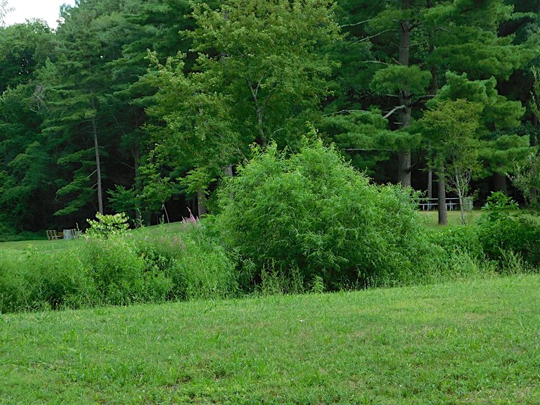 beautiful bush whitney pond.png