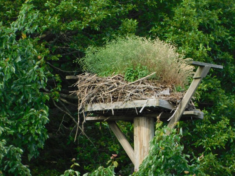 osprey platform.png