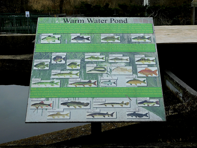 fish in warm water pond.png