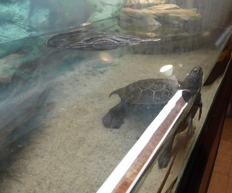 northern diamond back terrapin swimming3.jpg