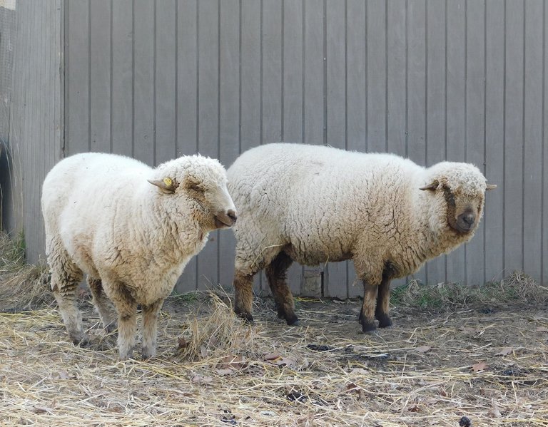 two sheep2.png