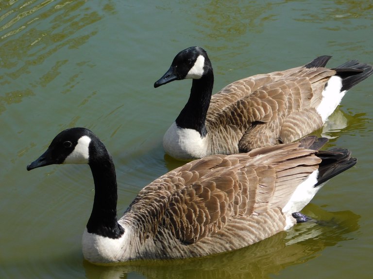 geese pair at copely park side view.png