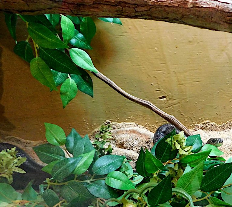 rat snake 2 full body.png