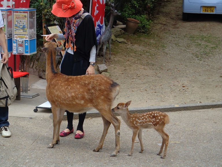 Sika_deer_in_Nara_1 Savannah Rivka 4.0.png