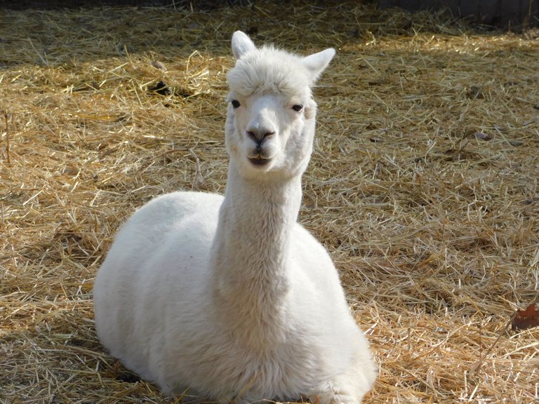 llama looking at me white.png