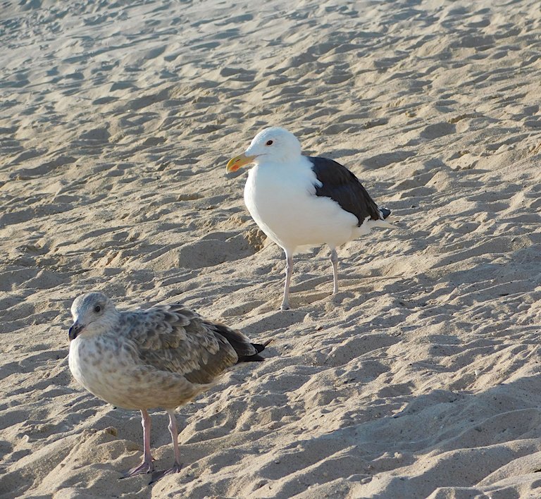 spotted bird and seagull aug 11.png