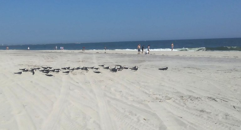 birds sitting on beach.jpg
