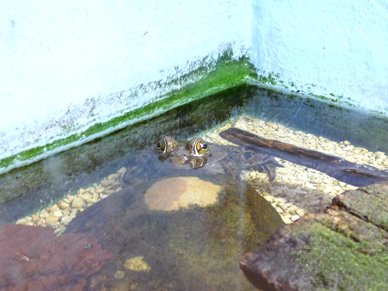 bullfrog.png