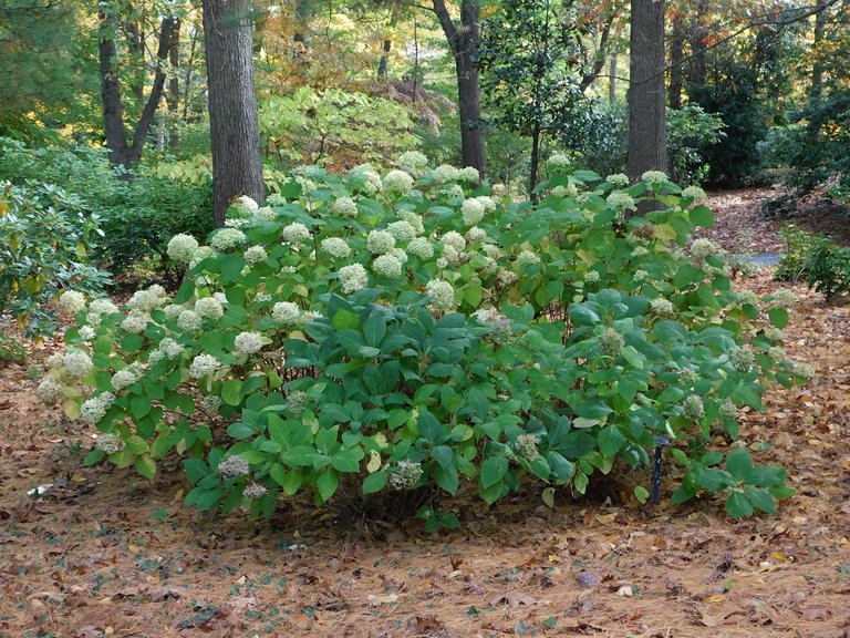fuzzy flowers on green bush.png