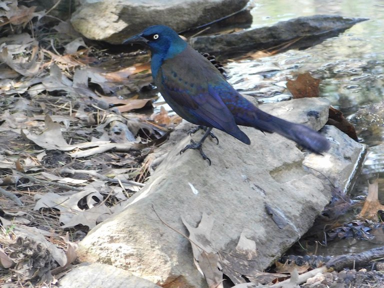 Gracken has moved.  Looks almost blue here.png