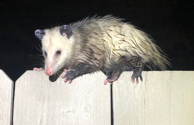 Opossum on a fence credit Sergey Yarmolyuk 4.0.jpg
