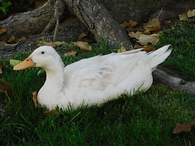 duck sitting for photography2.png