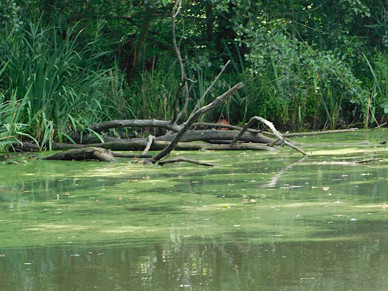 fallen trees in swampy surface.png