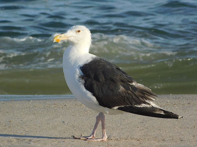 seagull orange beak.png
