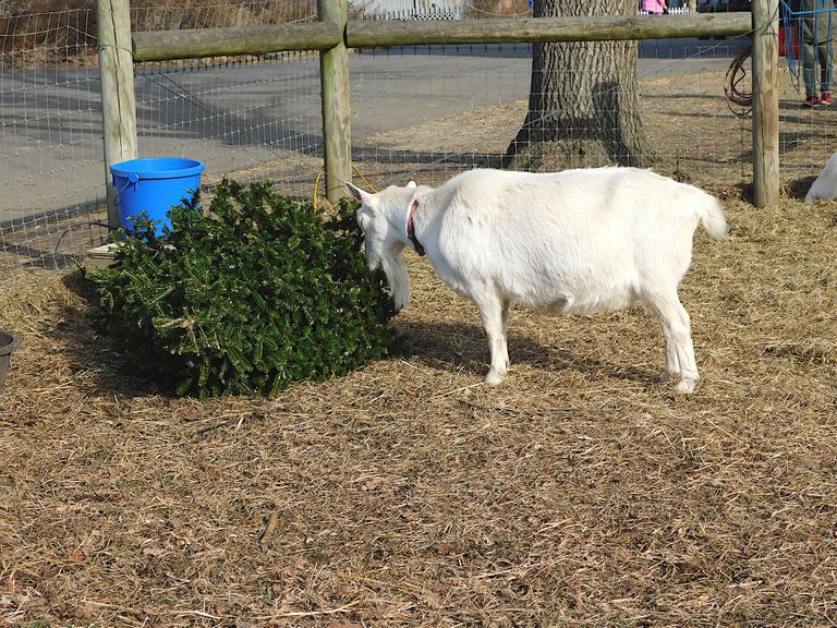 goat eating christmas tree3.png