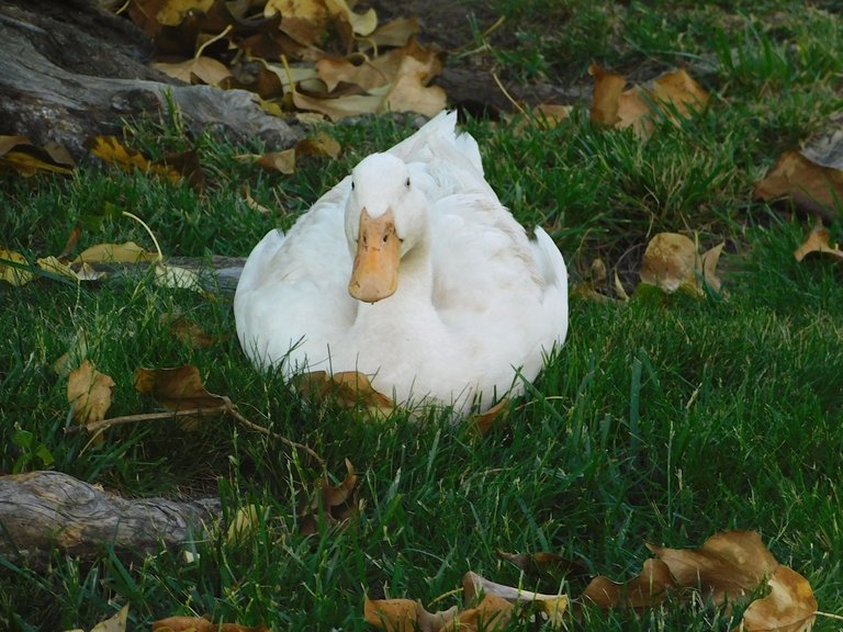 duck sitting looking at me for photography.png