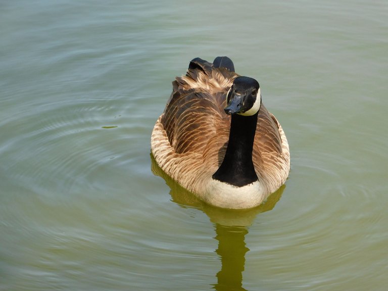 goose looking at me up close.png