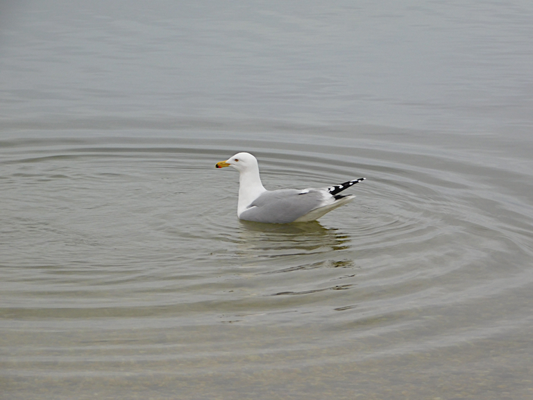 gull with ripples.png