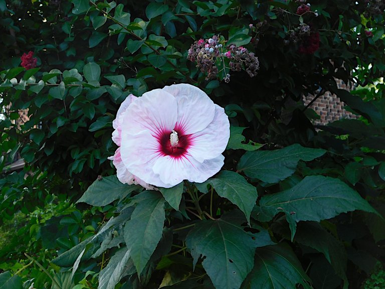 white flower with red center.png