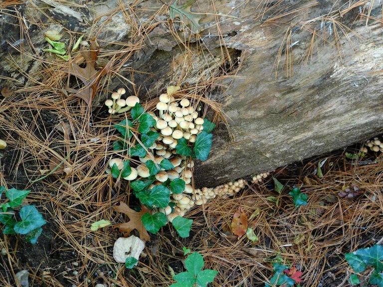 fungus in fall.png
