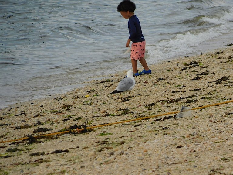 boy and a bird on beach center island.png