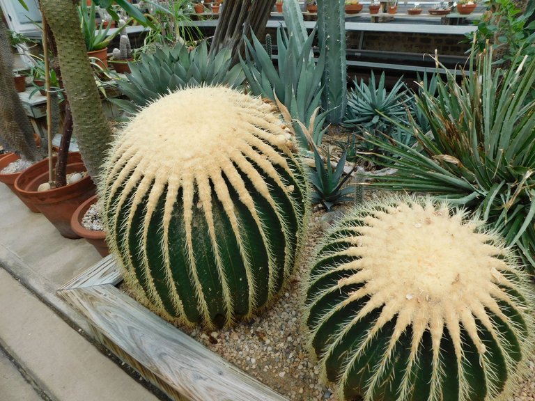 cactus that looks like a lemon.jpg