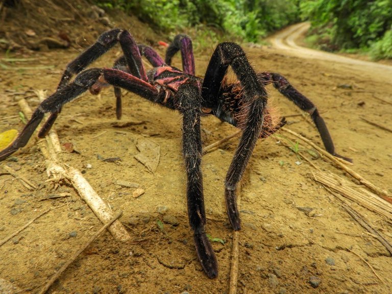 Colombian Lesserblack Tarantula Xenesthis immanis José Gabriel Julio Guzmán 4.0.png