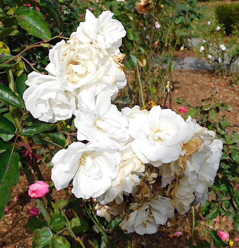 white flowers autumn.png