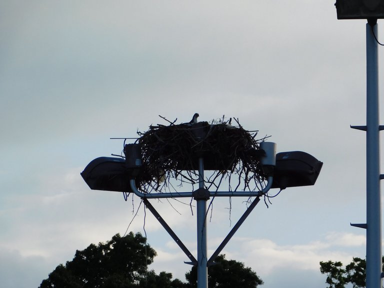 osprey in nest2.png