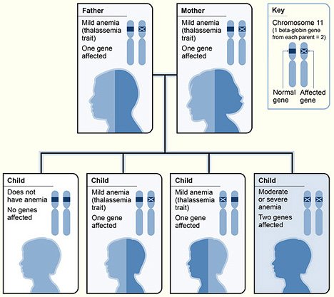 Thalassemia beta NIH free.jpg