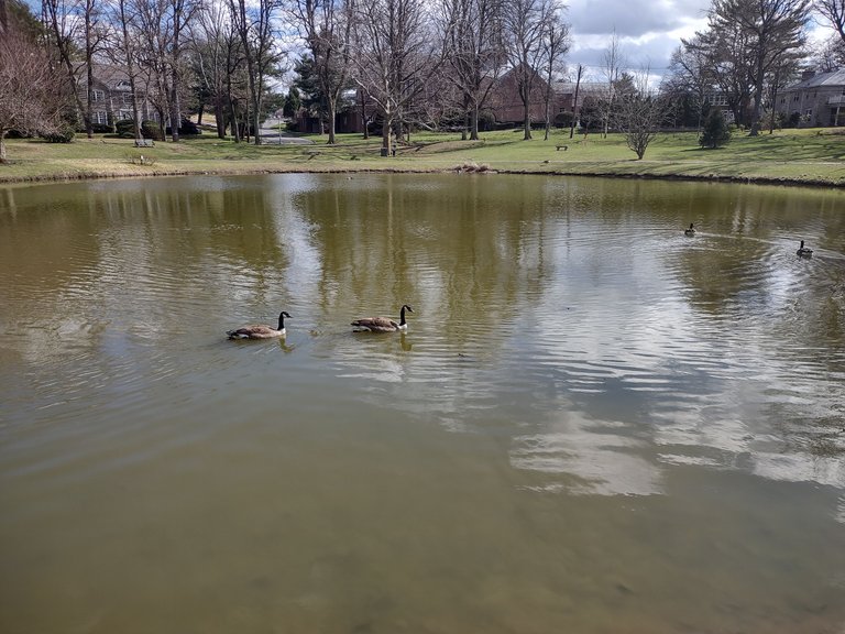 geese in a pond.png
