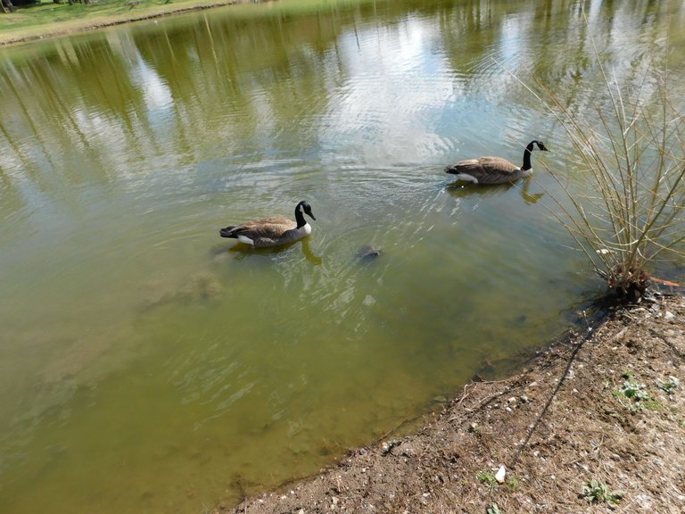 geese and turtle.png