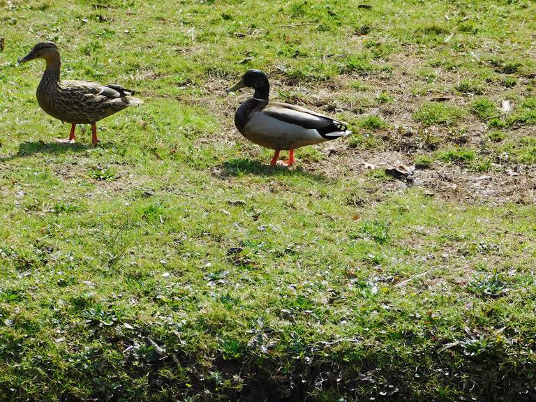 ducks east shore road2 smaller.png