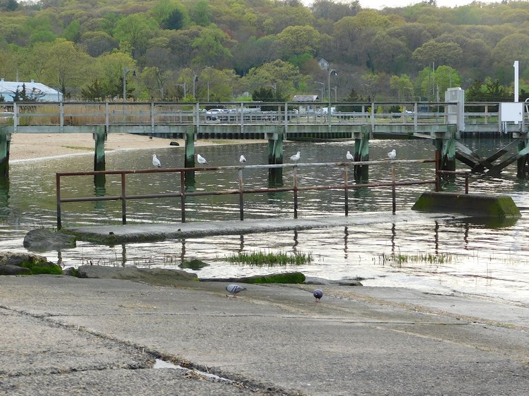 seagulls on the pier april 30.png