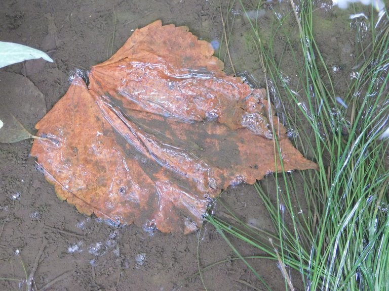leaf under water.png
