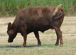 brown steer process.png