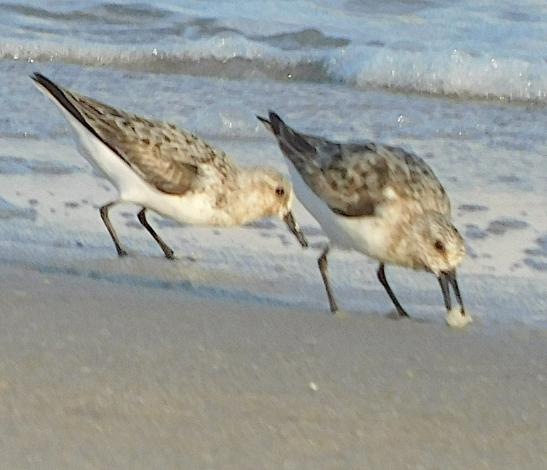 sandpiper maybe eating jellyfish.png