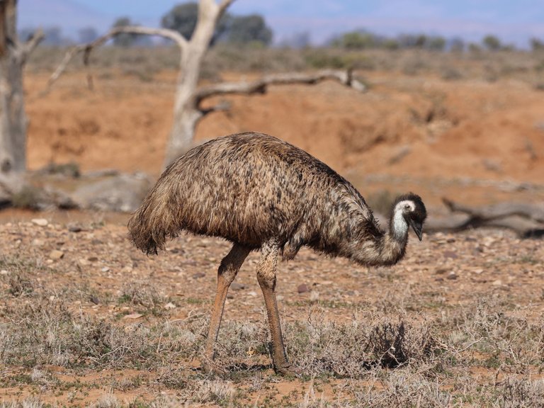Emu Dromaius novaehollandiae.jpg