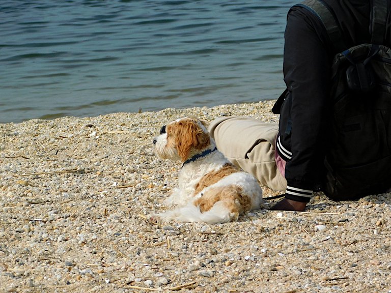 dog with friend amazing nature.png