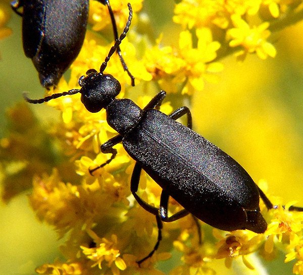 Black_blister_beetle Bruce Marlin 2.5.jpg