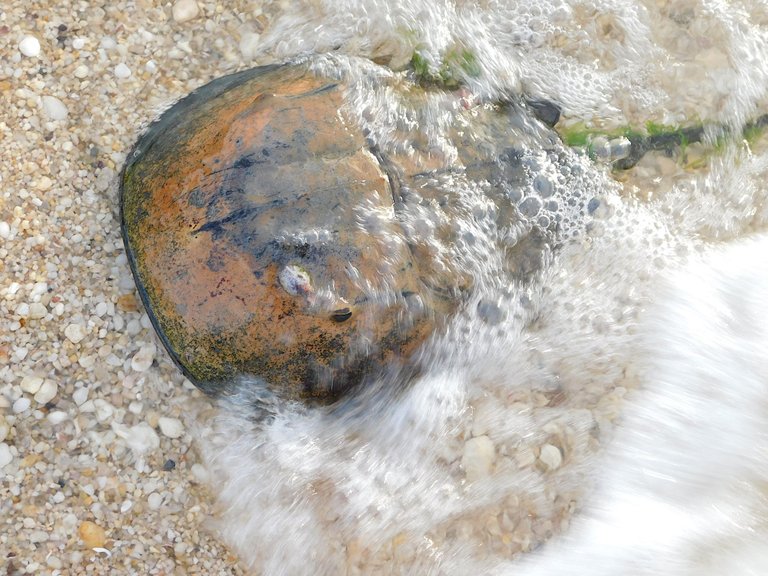 horseshoe crab in the water center island.png