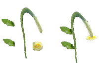 flower muelli plant.png