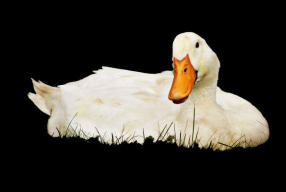 duck readheadpei.png