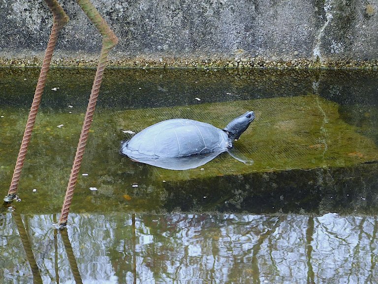 turtle by itself partially submerged.png