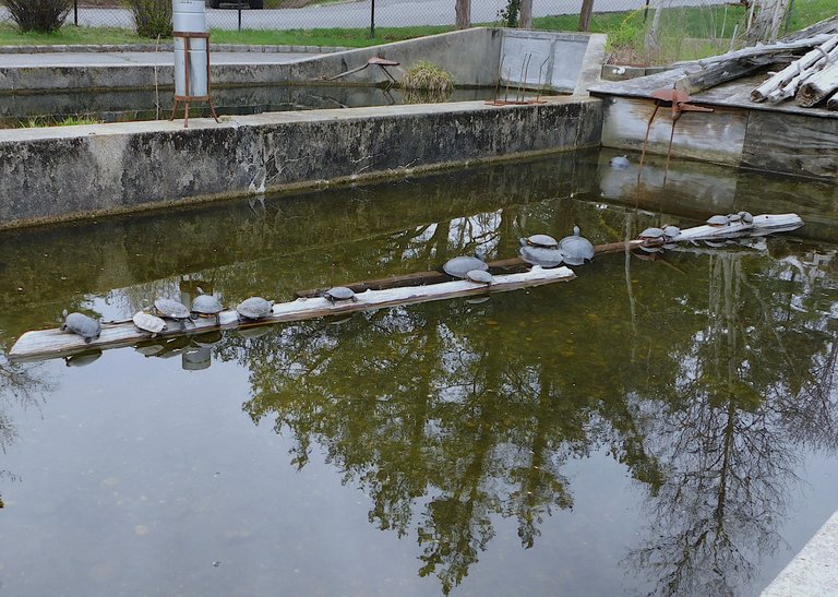 turtles on a log at hatchery.png