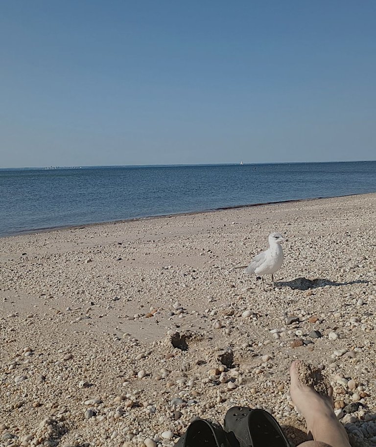 bold seagull jully 2025x.png