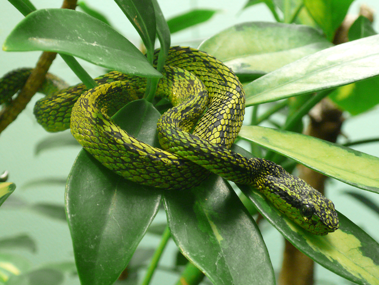 palm pit-viper Bothriechis_nigroviridis_(4) TimVickers public.png