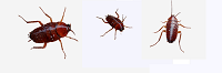 cockroaches for blog.png